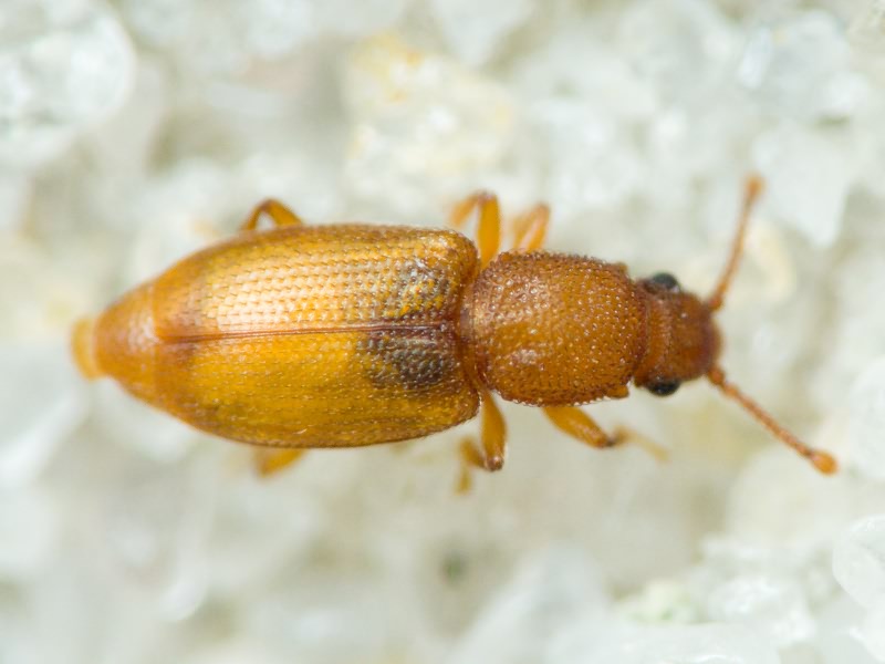 Monotoma Herbst, 1793